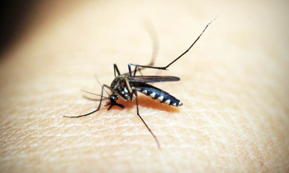 ochrona przed komarami i kleszczami