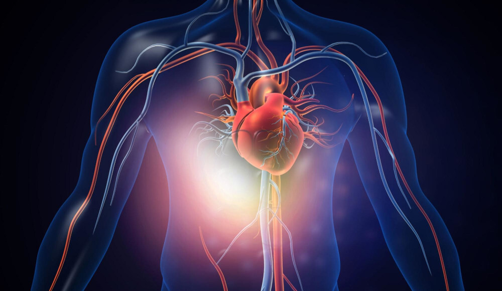 układ krążenia i serce